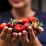 Close up macro color image depicting a woman's hands holding a bunch of fresh strawberries that have just been picked from the garden. There is still some dirt and mud on her hands and fingers, as well as the fruit. In the background the face and body of the woman is blurred out of focus, because focus is on the strawberries in the foreground. Room for copy space.