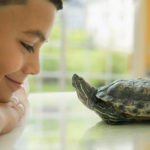 What you need to know about keeping a turtle as a pet