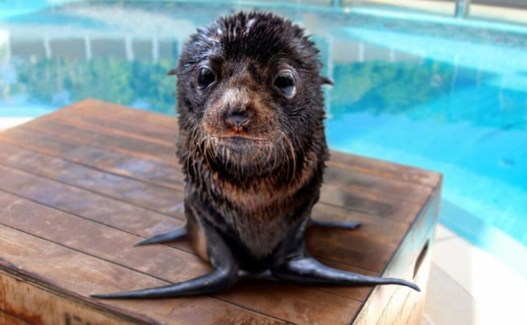 Image of a wet baby seal sitting on wooden platform with blue pool water behind it