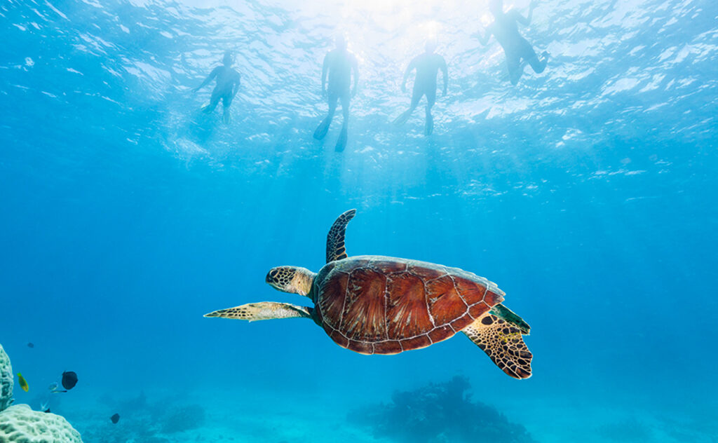 A group of snorkelers float above a turtle with Tusa Reef Tours in Tropical North Queensland.