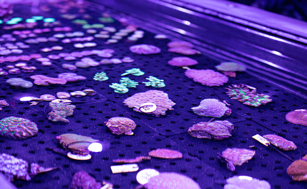 The world’s first living coral biobank at Cairns Aquarium in Tropical North Queensland.