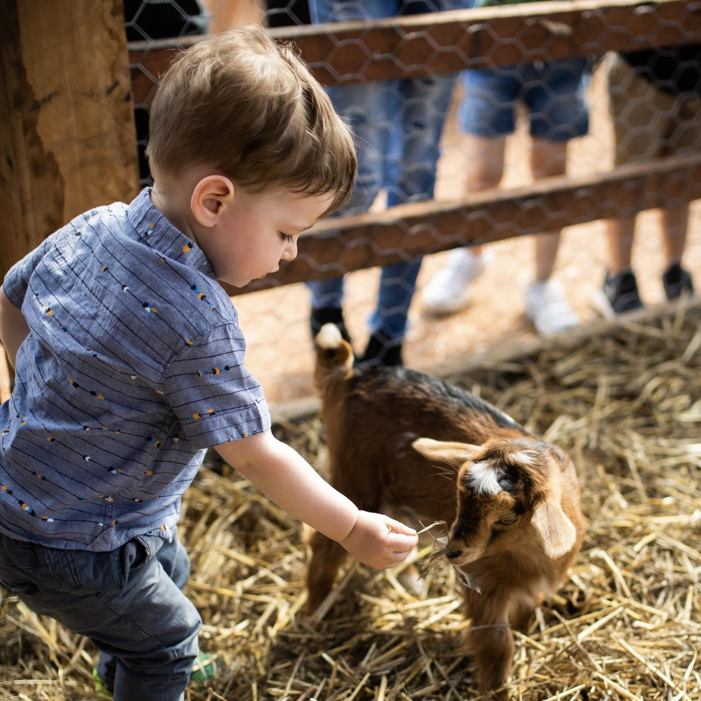 A young toddler boy feeds a baby goat at the Camden Valley Inn.