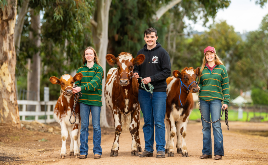 Young exhibitors with cattle at the Royal Adelaide Show