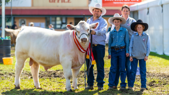 Young exhibitors with cattle at the Royal Adelaide Show